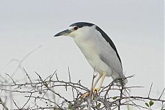 Black-crowned Night Heron