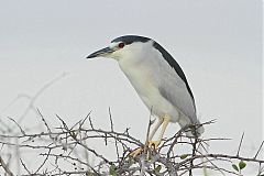 Black-crowned Night-Heron