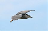 Black-crowned Night-Heron