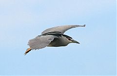 Black-crowned Night-Heron