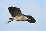 Black-crowned Night Heronborder=