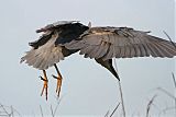 Black-crowned Night-Heronborder=