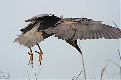 Black-crowned Night Heron