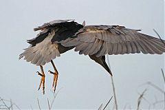 Black-crowned Night-Heron