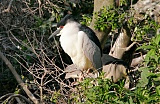 Black-crowned Night-Heronborder=