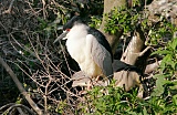 Black-crowned Night-Heron