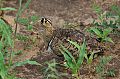 Black-faced Sandgrouse