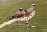 Black-faced Waxbill