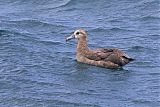 Black-footed Albatrossborder=