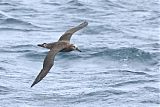 Black-footed Albatrossborder=