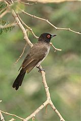 Black-fronted Bulbul