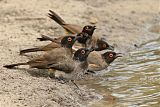 Black-fronted Bulbul