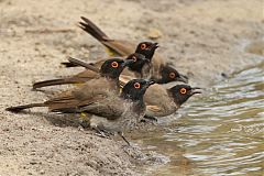 Black-fronted Bulbul