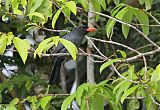 Black-fronted Nunbird