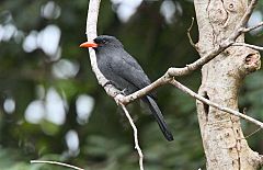Black-fronted Nunbird