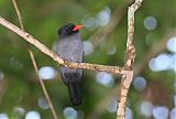 Black-fronted Nunbird