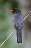 Black-fronted Nunbird