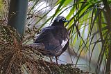 Black-fronted Piping-Guanborder=