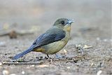 Black-goggled Tanager