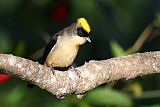 Black-goggled Tanager