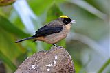 Black-goggled Tanager