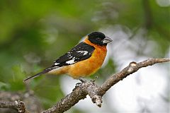 Black-headed Grosbeak