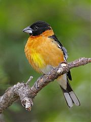 Black-headed Grosbeak