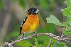 Black-headed Grosbeak