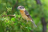 Black-headed Grosbeakborder=