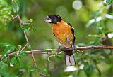 Black-headed Grosbeakborder=