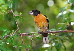 Black-headed Grosbeak