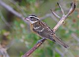 Black-headed Grosbeakborder=