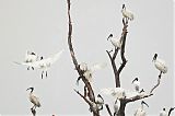 Black-headed Ibisborder=