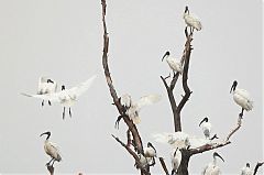 Black-headed Ibis