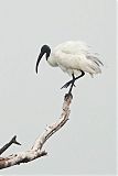 Black-headed Ibisborder=