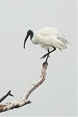 Black-headed Ibis