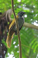 Black-headed Saltator