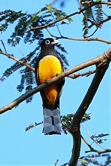Black-headed Trogon