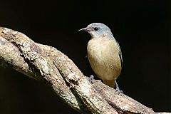 Black-legged Dacnis