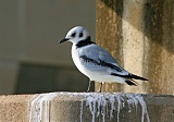 Black-legged Kittiwake