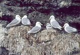 Black-legged Kittiwake