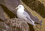 Black-legged Kittiwake