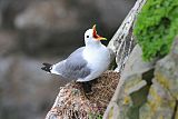 Black-legged Kittiwake