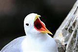 Black-legged Kittiwake