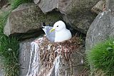 Black-legged Kittiwake