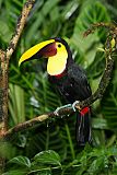 Yellow-throated Toucanborder=