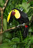 Yellow-throated Toucanborder=