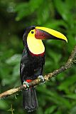 Yellow-throated Toucanborder=