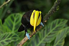 Yellow-throated Toucan