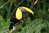 Yellow-throated Toucan